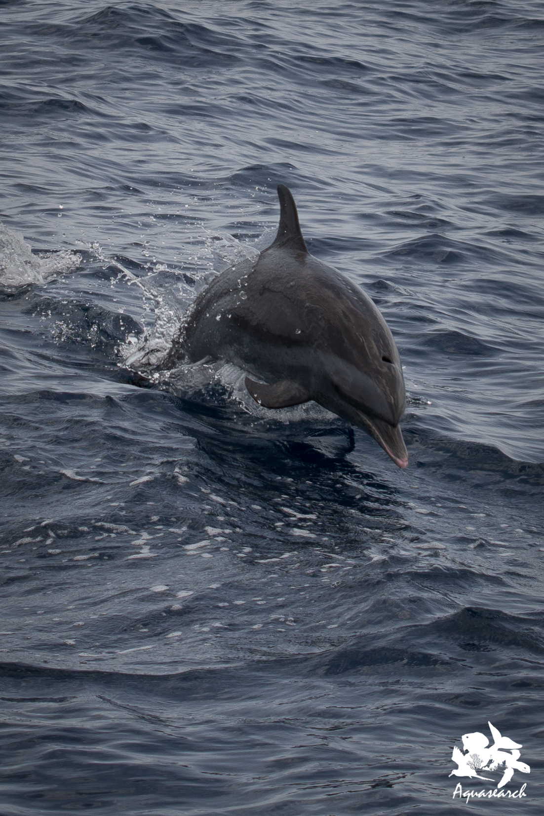 Dolphins